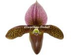 Paph. Sukhakulii x Charlesworthii (Miao Hua × MH Chili)