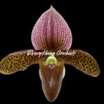 In Spike  Paph. Sukhakulii x Charlesworthii (Miao Hua × MH Chili) (2” pot)