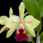 In Sheath Rth. Fu Shu Glory 'Happy Holiday' (5” pot)