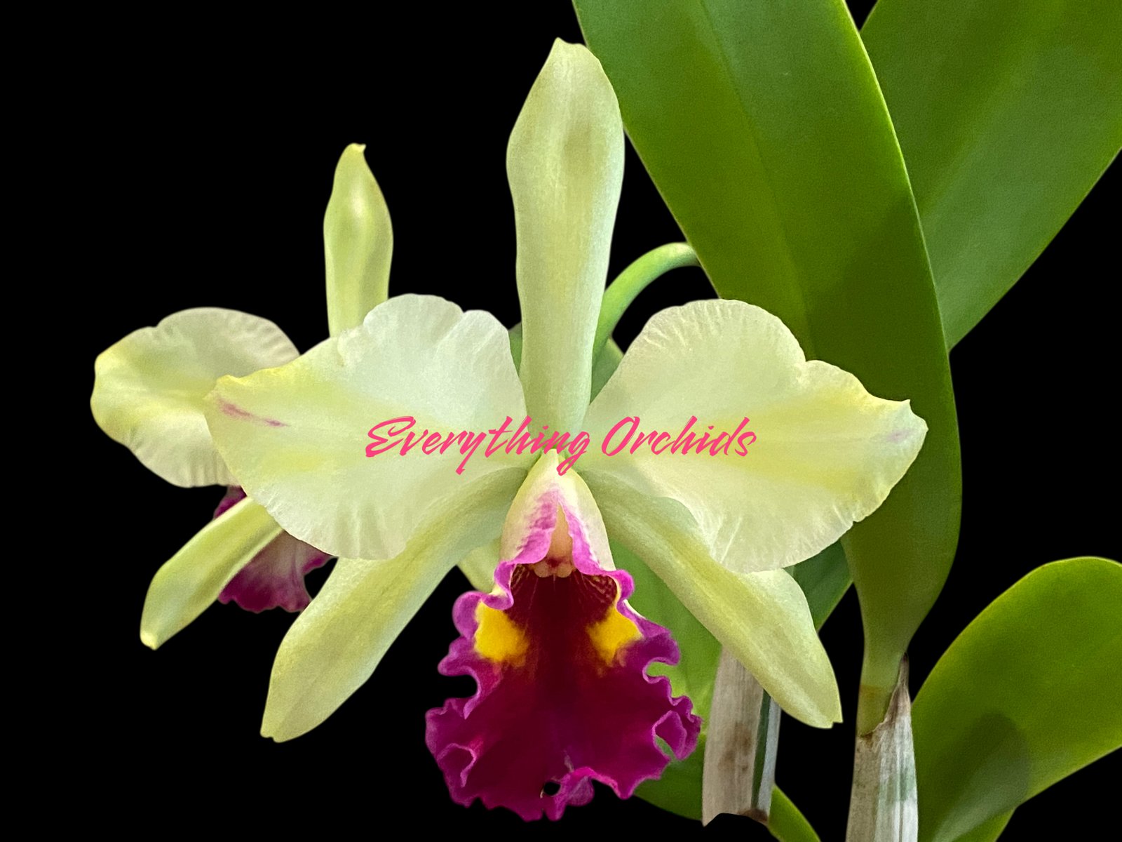 2025-08-31 12-02-53 In Sheath Rth. Fu Shu Glory 'Happy Holiday' (5” pot) - Image 1