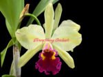 Rth. Fu Shu Glory ‘Happy Holiday’