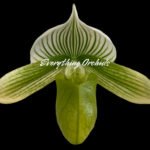 Paph. Spring Citron ‘Big Brother’ × Paph. Hualalai ‘Dark Stripes’