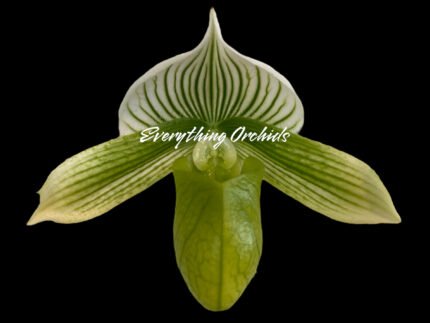 Paph. Spring Citron ‘Big Brother’ × Paph. Hualalai ‘Dark Stripes’