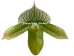In Spike - Paph. Spring Citron 'Big Brother' × Paph. Hualalai 'Dark Stripes' (3.5” pot) - Image 2