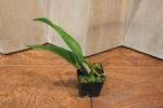 Blc. Prada Green Deluxe 'Carib Plants' 2" pot - Image 3