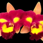 Rlc. Star Platinum #2