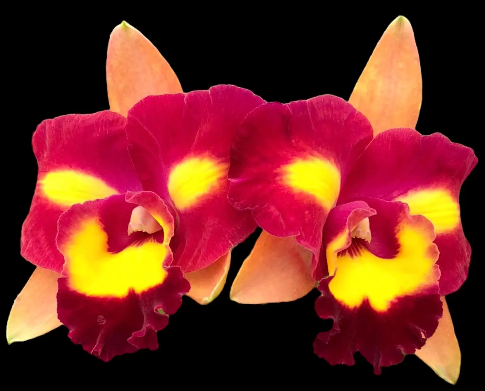 Rlc. Star Platinum #2 Rlc. Star Platinum #2