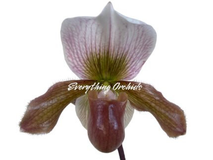 Paph. Charlesworthii Album (Perfection × New Wave) x Hilo Super Citron