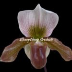 Paph. Charlesworthii Album (Perfection × New Wave) x Hilo Super Citron