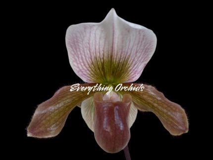 Paph. Charlesworthii Album (Perfection × New Wave) x Hilo Super Citron
