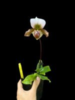 Paph. Charlesworthii Album (Perfection × New Wave) x Hilo Super Citron (3.5” pot) - Image 3