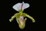 In Spike/ Bud Paphiopedilum Spicerianum x sib (2" pot)