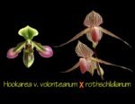 Paph. Jupiter (Hookarea v. volonteanum x rothschildianum) BS (2" pot)