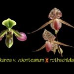 Paph. Jupiter (Hookarea v. volonteanum x rothschildianum) BS (2" pot)