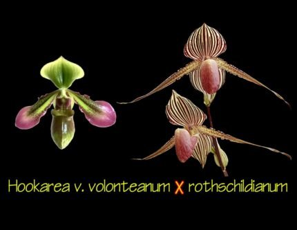 Paph. Jupiter (Hookarea v. volonteanum x rothschildianum) BS (2" pot)