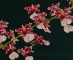 Double Tall Spikes - Oncidium Ruth’s Rainbow ’Over the Rainbow’ (3.5” pot)