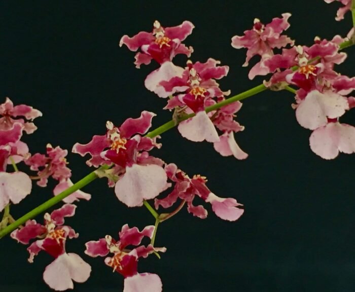 Double Tall Spikes  - Oncidium Ruth’s Rainbow ’Over the Rainbow’ (3.5” pot) - Image 1