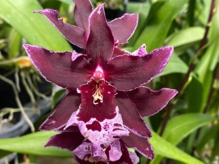 Quadruple Spikes Vuylstekeara Melissa Brianne ‘Dark’ (2.5” Pot)