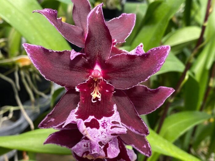 Quadruple Spikes Vuylstekeara Melissa Brianne ‘Dark’ (2.5” Pot) - Image 1