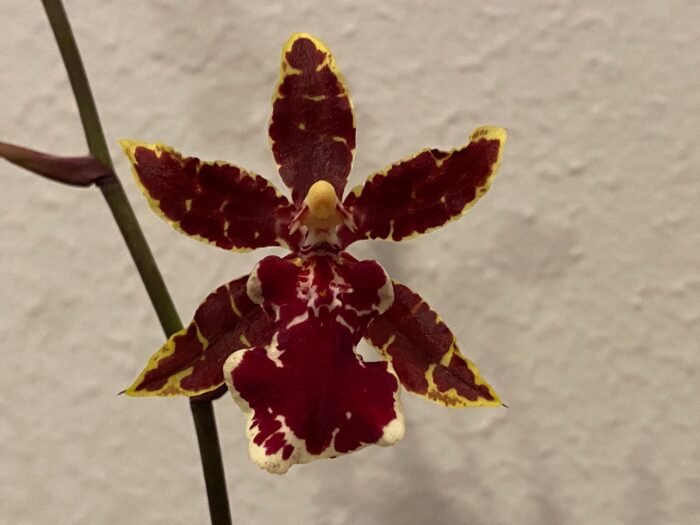 Tall Spikes Odontocidium Wildcat ‘Bobcat’ (3.5” Pot) - Image 2