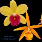 IN Bud & Sheath - Cattleya Small Word ‘Sweet Spot’ × BI. Richard Mueller (3.5” pot) - Image 2