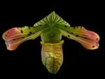 In Spike Paphiopedilum venustum x sib (2” pot)