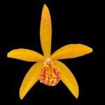 IN Bud & Sheath - Cattleya Small Word ‘Sweet Spot’ × BI. Richard Mueller (3.5” pot)