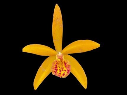 IN Bud & Sheath - Cattleya Small Word ‘Sweet Spot’ × BI. Richard Mueller (3.5” pot)