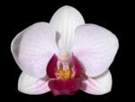 Phalaenopsis Dtps. Little Gem Stripes Variegated (3" pot)