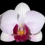 Phalaenopsis Dtps. Little Gem Stripes Variegated (3" pot)