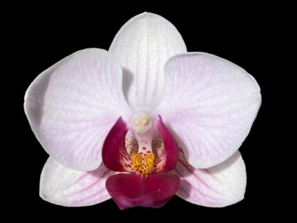 Phalaenopsis Dtps. Little Gem Stripes Variegated (3" pot)
