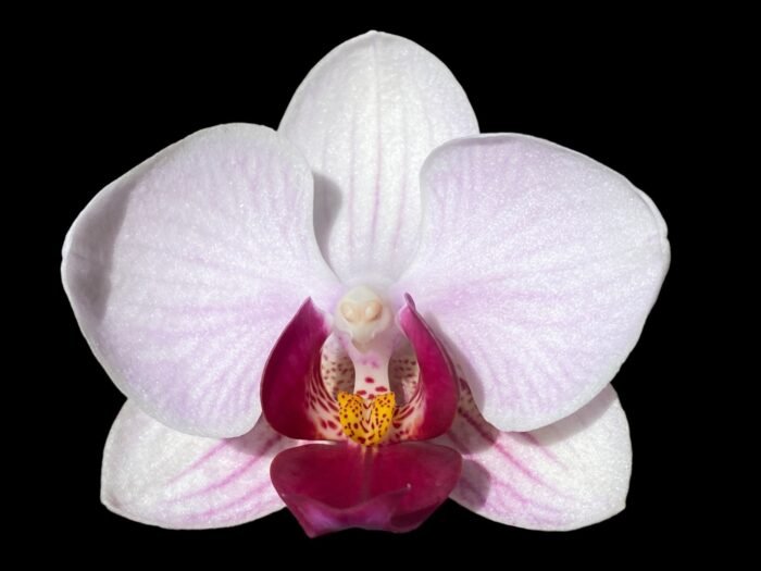 Phalaenopsis Dtps. Little Gem Stripes Variegated (3" pot) - Image 1