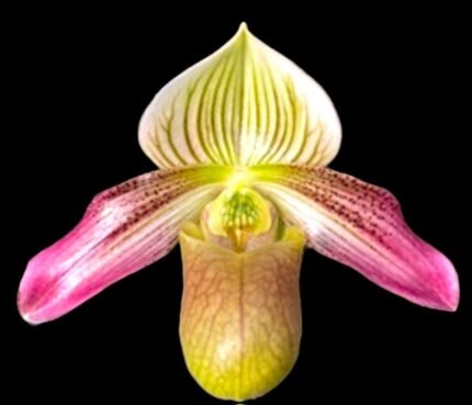 Paphiopedilum QF Halawa (urbanianum x violascens) (2” pot)