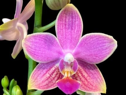 Double Spikes Phalaenopsis I-Hsin Golden Tangerine Ice "Purple" (3" pot)