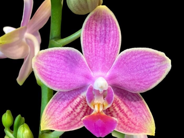 Double Spikes Phalaenopsis I-Hsin Golden Tangerine Ice "Purple" (3" pot) - Image 1