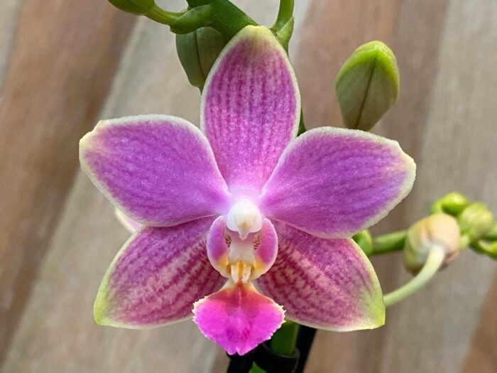 Double Spikes Phalaenopsis I-Hsin Golden Tangerine Ice "Purple" (3" pot) - Image 2