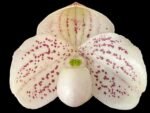 In Bud Paph. QF Mini (thaianum x lecochilum) (2” pot)