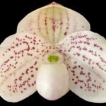 In Bud Paph. QF Mini (thaianum x lecochilum) (2” pot)