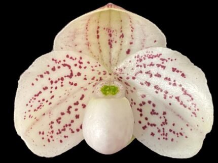 In Bud Paph. QF Mini (thaianum x lecochilum) (2” pot)