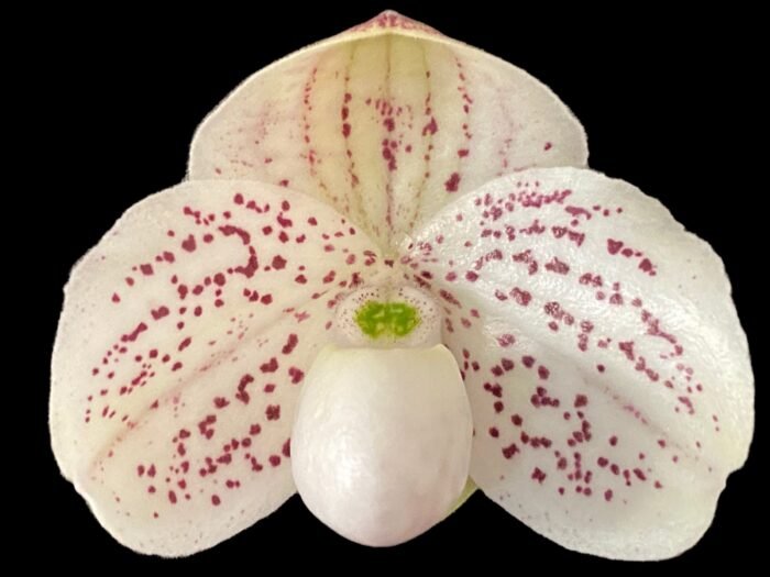 In Bud Paph. QF Mini (thaianum x lecochilum) (2” pot) - Image 1