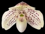 In Bud Paph. QF Mini (thaianum x lecochilum) (2” pot) - Image 2