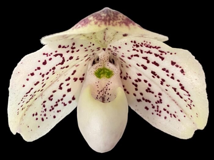 In Bud Paph. QF Mini (thaianum x lecochilum) (2” pot) - Image 2