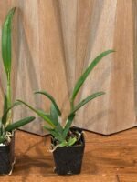 IN Bud & Sheath - Cattleya Small Word ‘Sweet Spot’ × BI. Richard Mueller (3.5” pot) - Image 6