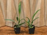 IN Bud & Sheath - Cattleya Small Word ‘Sweet Spot’ × BI. Richard Mueller (3.5” pot) - Image 3