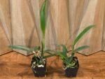 IN Bud & Sheath - Cattleya Small Word ‘Sweet Spot’ × BI. Richard Mueller (3.5” pot) - Image 4