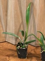 IN Bud & Sheath - Cattleya Small Word ‘Sweet Spot’ × BI. Richard Mueller (3.5” pot) - Image 5