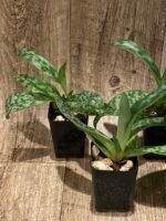Paphiopedilum QF Halawa (urbanianum x violascens) (2” pot) - Image 4