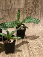 Paphiopedilum QF Halawa (urbanianum x violascens) (2” pot) - Image 6