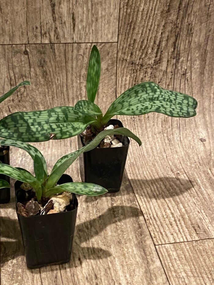 Paphiopedilum QF Halawa (urbanianum x violascens) (2” pot) - Image 6