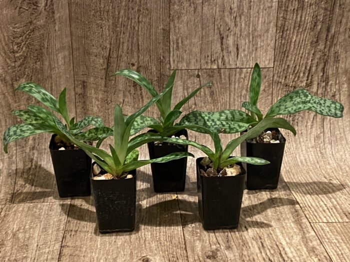Paphiopedilum QF Halawa (urbanianum x violascens) (2” pot) - Image 2